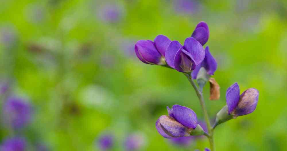 Flower Seeds - Wildflower - Eastern Pollinator Mix
