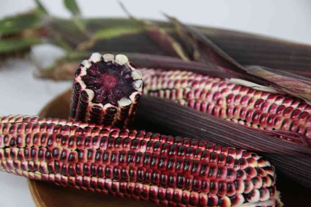 Corn Seeds - Sweet - Double Red