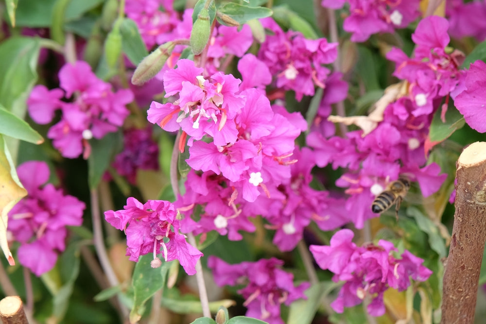 Flower Seeds - Wildflower - Western Pollinator Mix