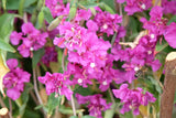 Flower Seeds - Wildflower - Western Pollinator Mix
