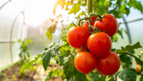 Tomato Seeds - Determinate - Ace 55 VF Tomato Slicing