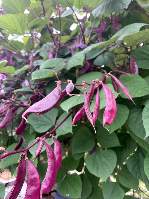 Purple Hyacinth Bean