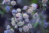 Mint Seeds - Mountain Mint Seeds | Native to North America with clusters of pale purple blooms attracting pollinators in a home garden setting.
