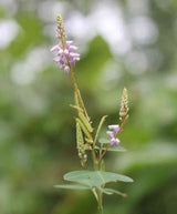 Flower Seeds - Wildflower - Eastern Pollinator Mix
