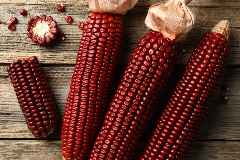 Corn Seeds - Dent - Jimmy Red