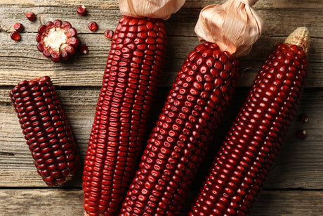 Corn Seeds - Dent - Jimmy Red