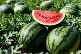 Watermelon Seeds - Vining - Crimson Sweet Watermelon