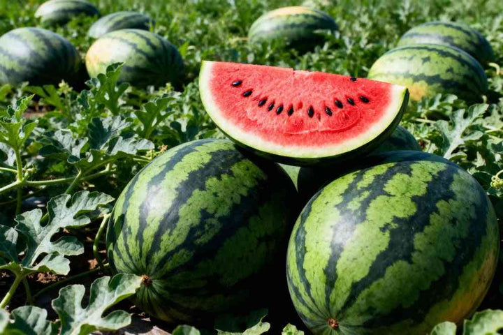 Crimson Sweet Watermelon Seeds