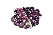 Bean Seeds - Dry - Anasazi-Type Seed Lot - Alliance of Native Seedkeepers