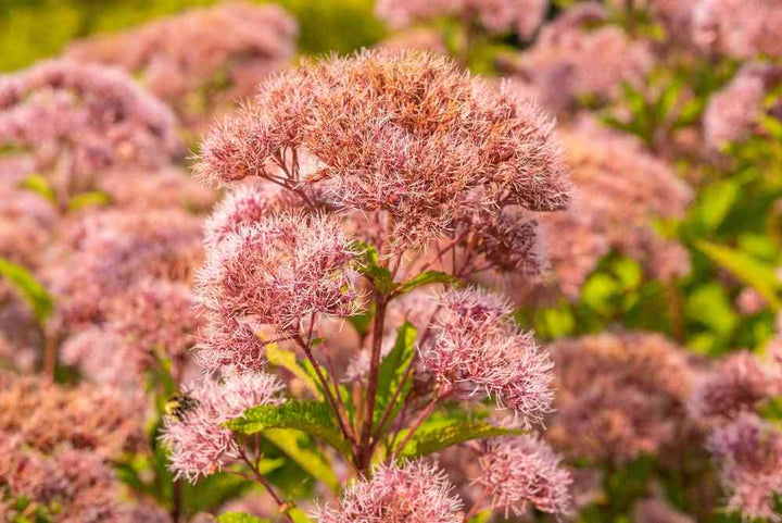 Spotted Joe Pye Weed Seeds