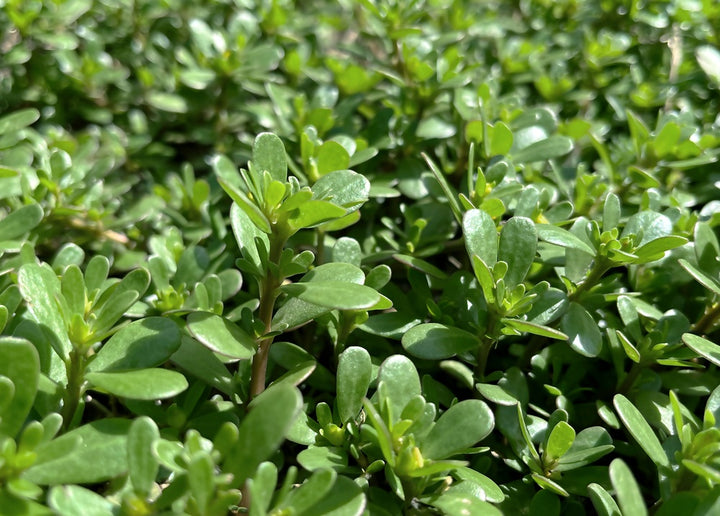 Green Purslane Seeds