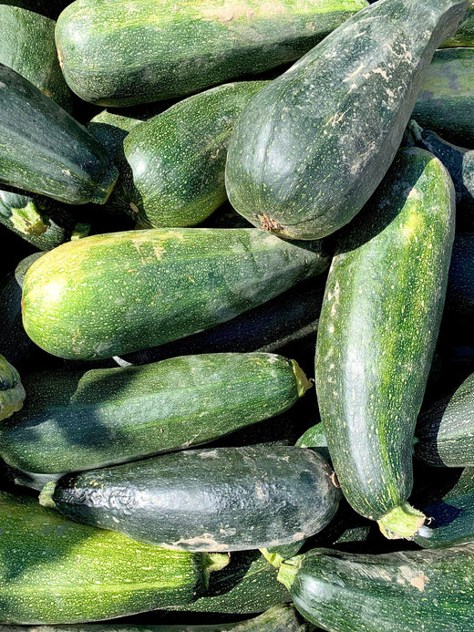 Fordhook Zucchini Seeds