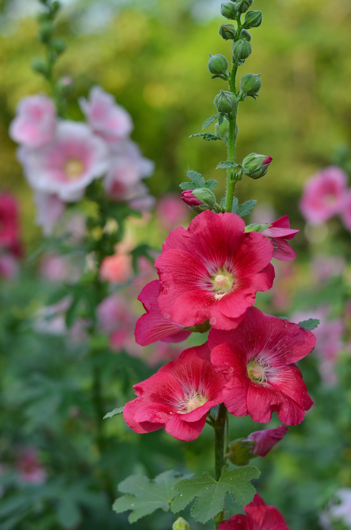 Hollyhock Seeds - Indian Spring