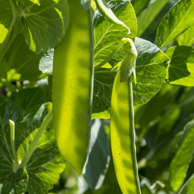 Pea Seeds - Snow - Oregon Giant