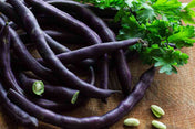 Bean Seeds - Pole - Purple Podded Pole - Alliance of Native Seedkeepers