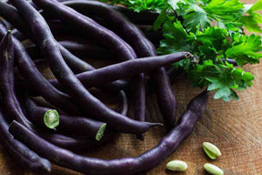 Bean Seeds - Pole - Purple Podded Pole - Alliance of Native Seedkeepers