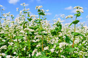 Buckwheat Seeds plant with white flowers in a garden