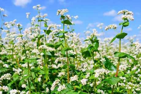 Buckwheat Seeds plant with white flowers in a garden