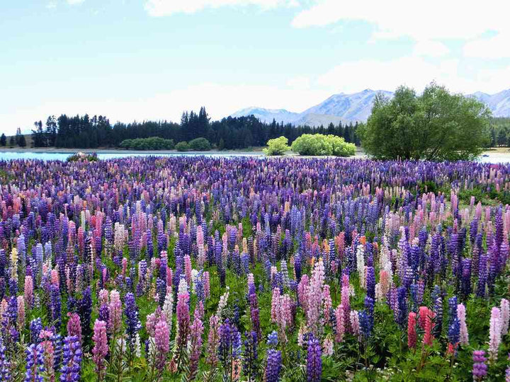 Russell Lupine Seeds