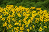Flower Seeds - Wildflower - Western Pollinator Mix