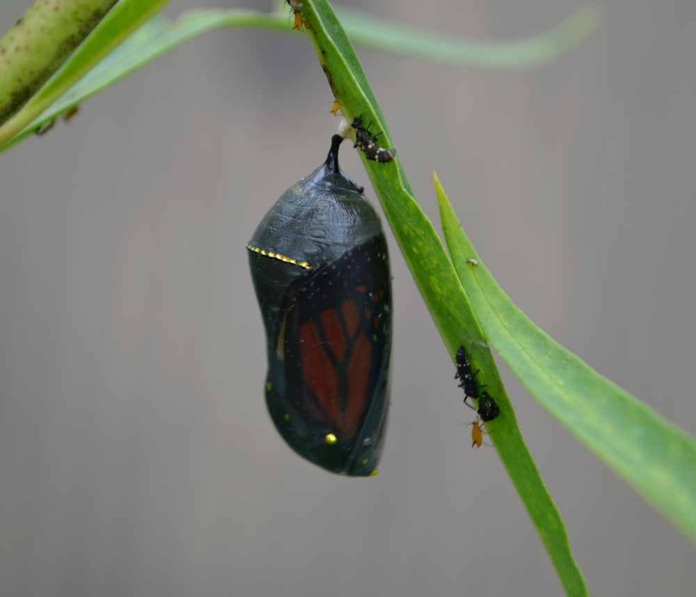 Darkening monarch chrysalis hanging from a milkweed stem shortly before emergence
