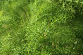 Fennel Seeds - Sweet - Alliance of Native Seedkeepers