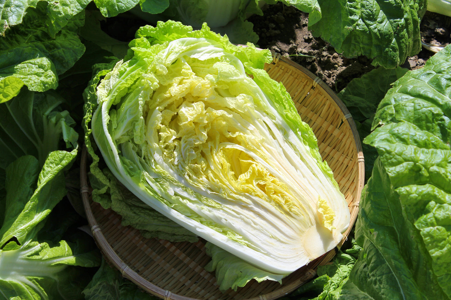 Chinese Cabbage Seeds - Kogane