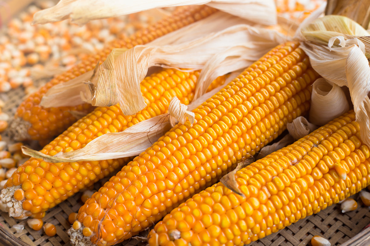 Corn Seeds - Dent - Lancaster Sure Crop