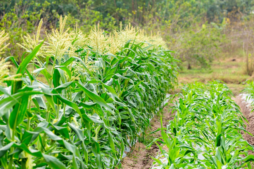 Sweet corn planted in multiple adjacent rows during tasseling