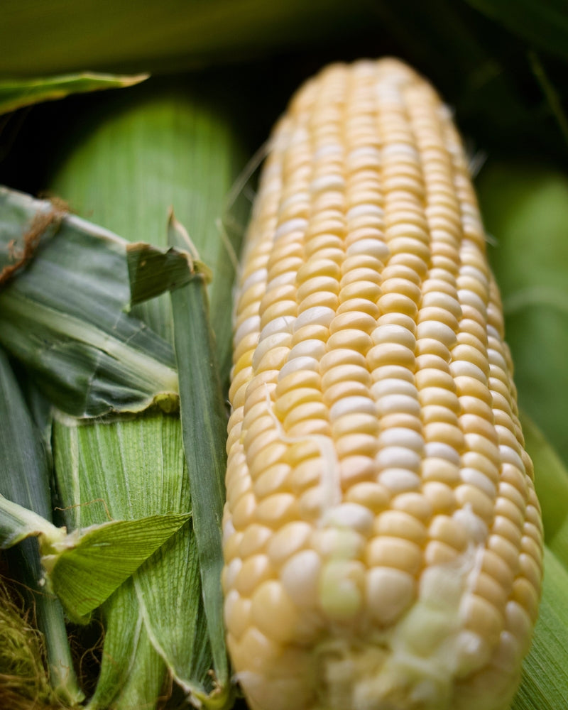 Close view of a developing sweet-corn ear on the stalk
