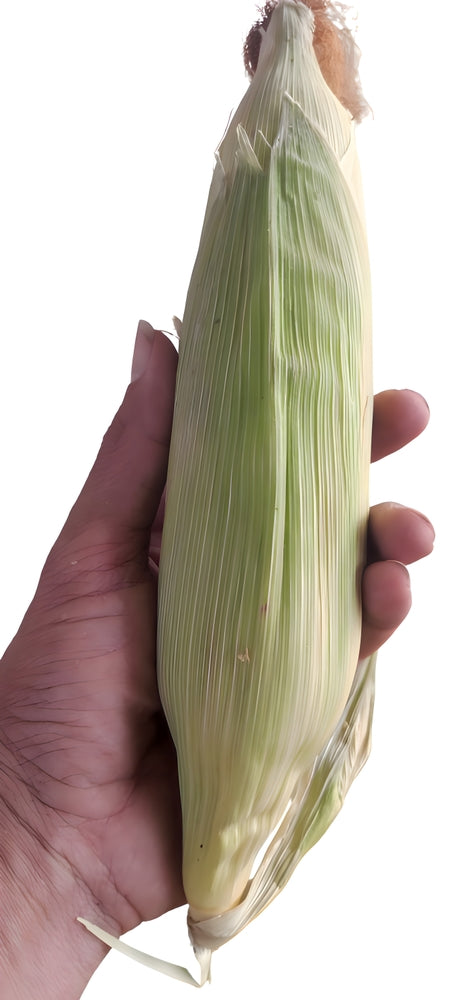 Fresh ear of sweet corn held in hand with husk intact