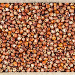Rosy Brown Sorghum Seeds - Martin Milo Alliance Of Native Seedkeepers Vegetable Seeds