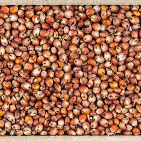Rosy Brown Sorghum Seeds - Martin Milo Alliance Of Native Seedkeepers Vegetable Seeds