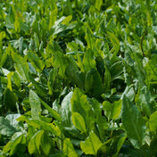 Sorrel Seeds - Large Leaf Sorrel - Alliance of Native Seedkeepers - Vegetable Seeds
