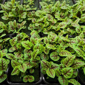 Sorrel Seeds - Red Apache - Alliance of Native Seedkeepers - Herb Seeds