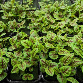 Sorrel Seeds - Red Apache - Alliance of Native Seedkeepers - Herb Seeds