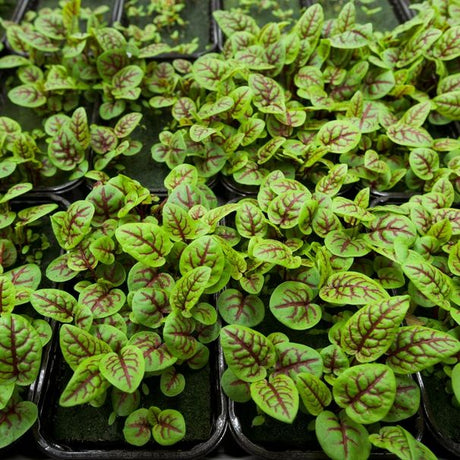 Sorrel Seeds - Red Apache - Alliance of Native Seedkeepers - Herb Seeds