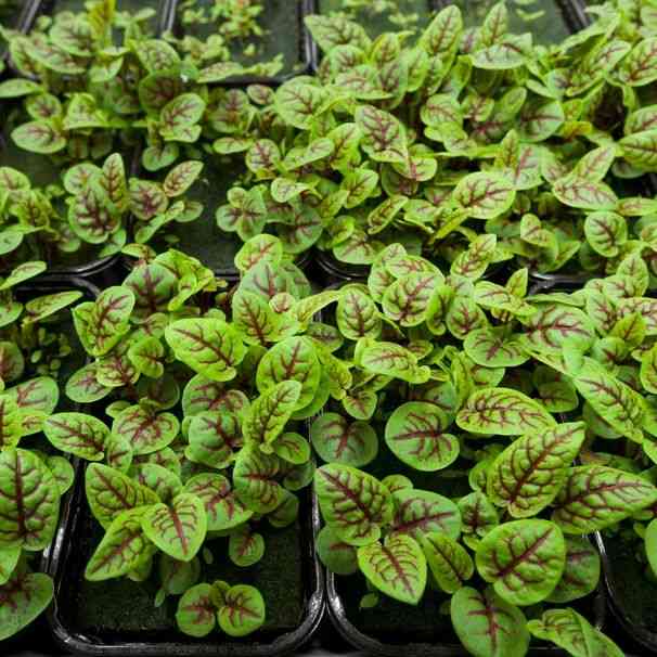 Red Apache Sorrel