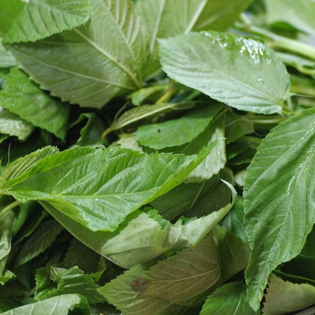 Spinach Seeds - Egyptian - Molokhia - Alliance of Native Seedkeepers - Vegetable Seeds