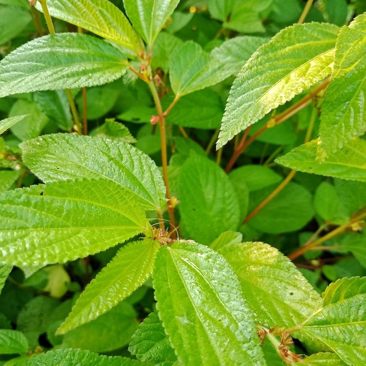 Spinach Seeds - Egyptian - Molokhia - Alliance of Native Seedkeepers - Vegetable Seeds