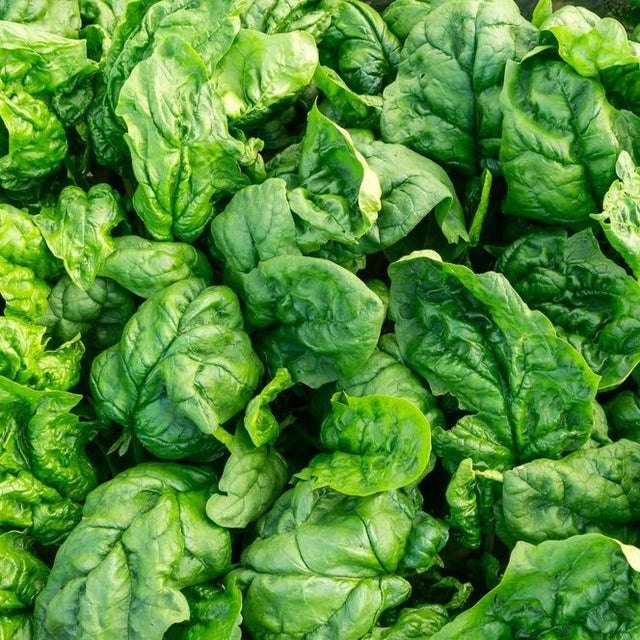 Spinach Seeds - Matador - Viking - Alliance of Native Seedkeepers - Vegetable Seeds