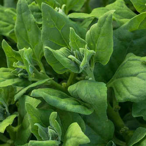 Dark Olive Green Spinach Seeds - New Zealand Alliance Of Native Seedkeepers Vegetable Seeds