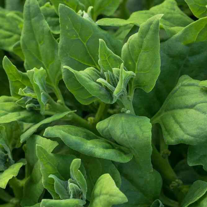 New Zealand Spinach Seeds