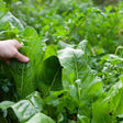 Spinach Seeds - Winter Giant - Alliance of Native Seedkeepers - Vegetable Seeds