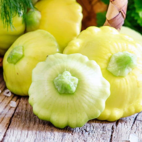 Dark Khaki Squash Seeds - Summer - Bush - Bennings Green Tint Alliance Of Native Seedkeepers Vegetable Seeds