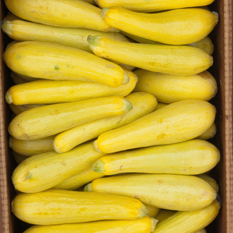 Goldenrod Squash Seeds - Summer - Bush - Early Prolific Straightneck Alliance Of Native Seedkeepers Vegetable Seeds