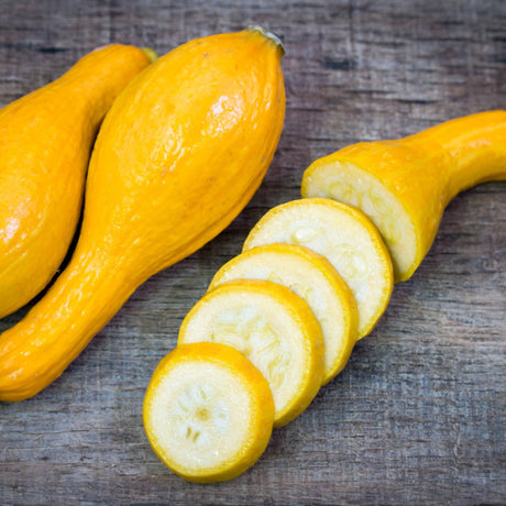 Squash Seeds - Summer - Bush - Early Summer Crookneck Squash - Alliance of Native Seedkeepers - Vegetable Seeds