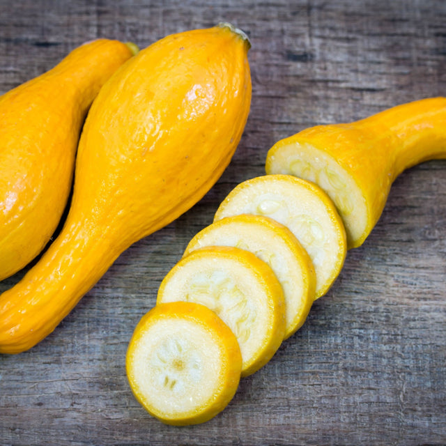 Squash Seeds - Summer - Bush - Early Summer Crookneck Squash - Alliance of Native Seedkeepers - Vegetable Seeds