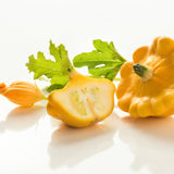 Squash Seeds - Summer - Bush - Yellow Scallop - Alliance of Native Seedkeepers - Vegetable Seeds