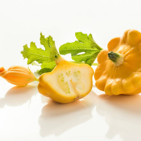 Squash Seeds - Summer - Bush - Yellow Scallop - Alliance of Native Seedkeepers - Vegetable Seeds